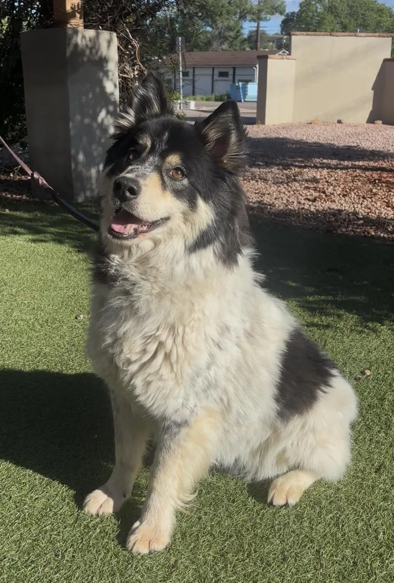 An adult medium-sized male White / Cream Alaskan Malamute dog named Graham for adoption in Payson, AZ