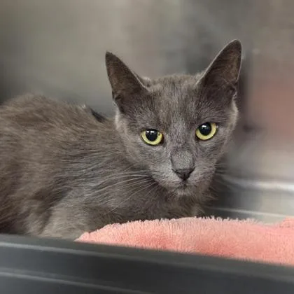 A young small-sized female Domestic Short Hair cat named Ihop for adoption in Westland, MI