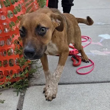 An adult small-sized female Mixed Breed dog named Zoey for adoption in Voorhees, NJ