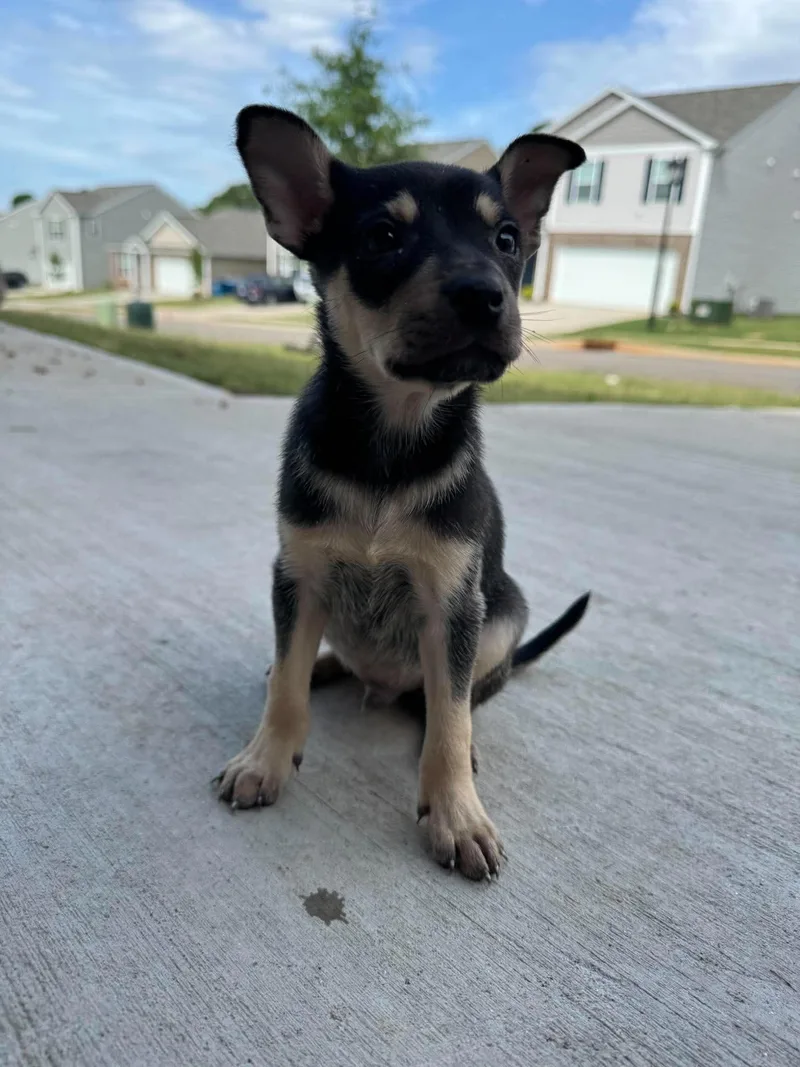 A baby small-sized male Chihuahua dog named Rascal for adoption in Holbrook, NY