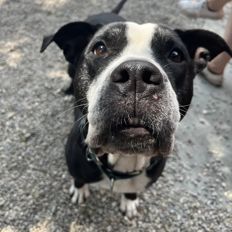 Stella