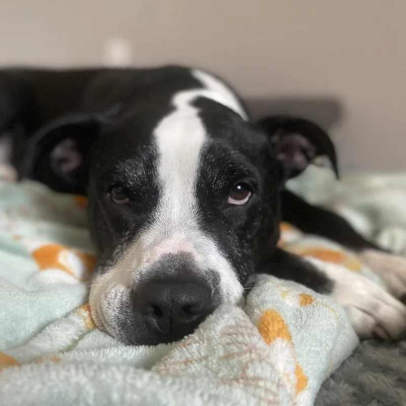 Stella thumbnail 3