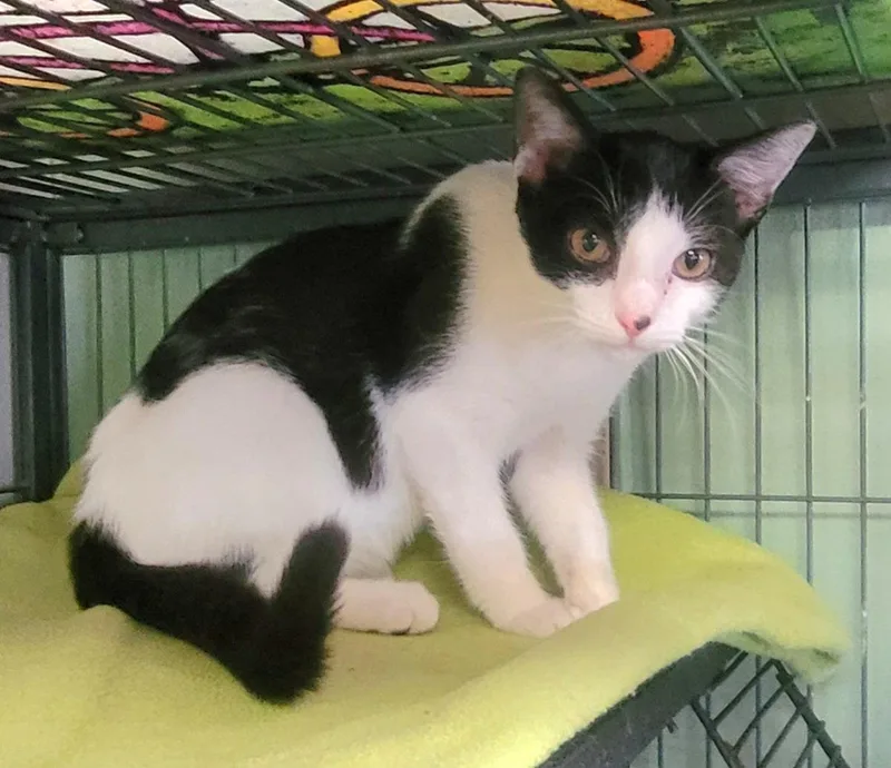 A baby medium-sized female Black & White / Tuxedo Domestic Short Hair cat named Gwen for adoption in Broomall, PA