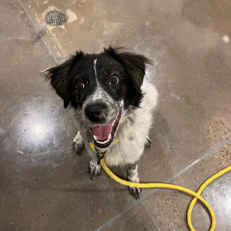 An adult medium-sized female White / Cream Australian Cattle Dog / Blue Heeler dog named Hugger for adoption in Washburn, MO