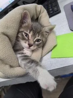 A baby medium-sized female Tabby (Gray / Blue / Silver) Domestic Short Hair cat named Nora for adoption in Lemoyne, PA