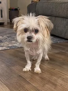 A young small-sized female Maltese dog named Chrissy for adoption in Tifton, GA
