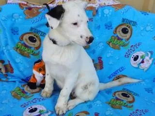 Heidi's Jesse James thumbnail 4