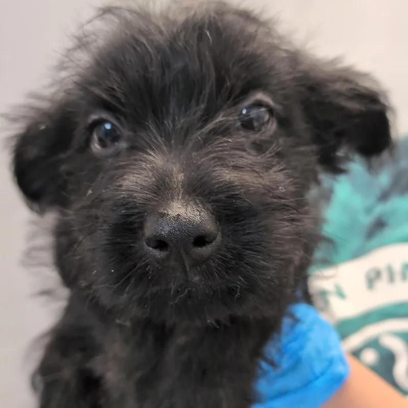 A baby small-sized female Black Cairn Terrier dog named Iris for adoption in Hattiesburg, MS