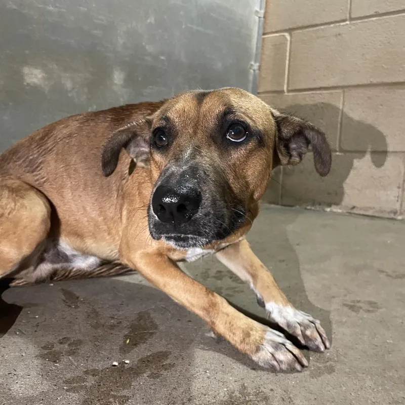 Biscotti thumbnail 2