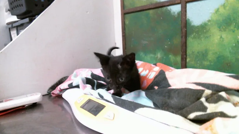 An adult small-sized female Domestic Short Hair cat named Nyx for adoption in Houston, TX