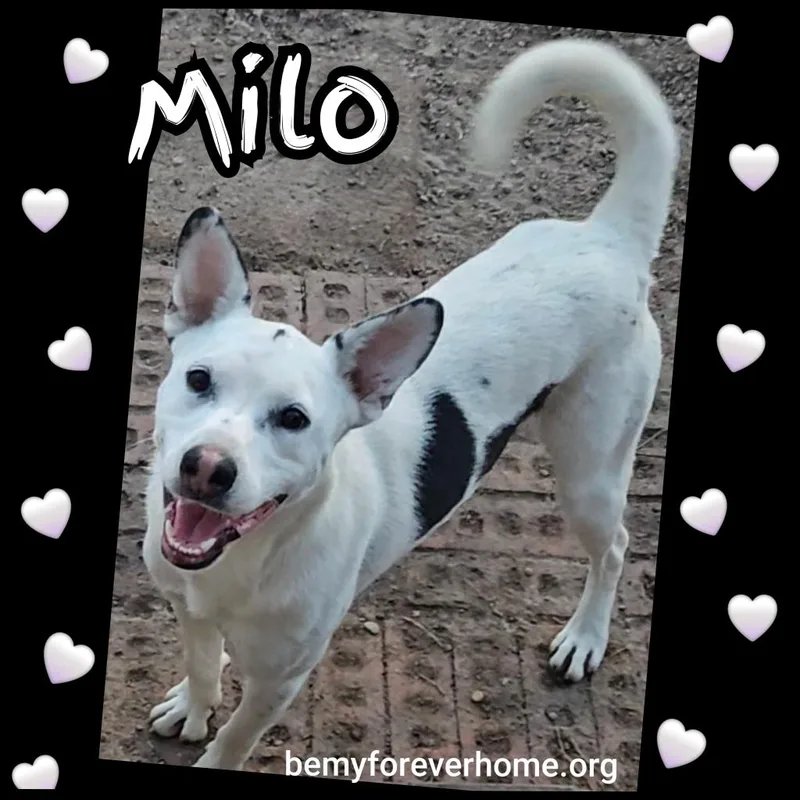 Milo