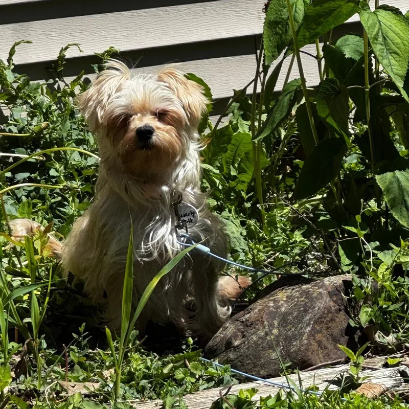 An adult small-sized female Golden Yorkshire Terrier dog named Beverly for adoption in Normal, IL