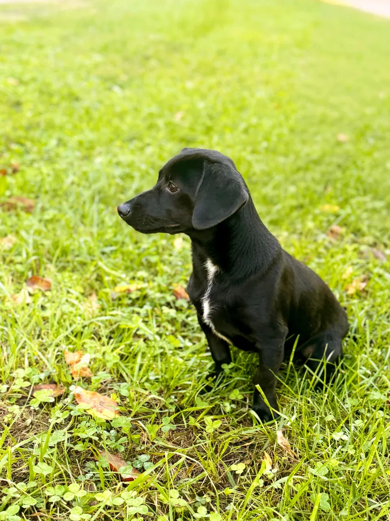 A young small-sized male Black Dachshund dog named Georgie Transport for adoption in Gradyville, KY