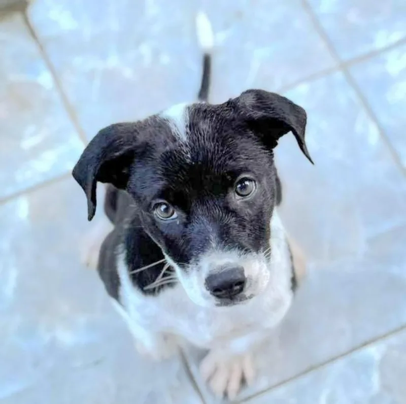 Enzo Fiore "the Beauty thumbnail 2