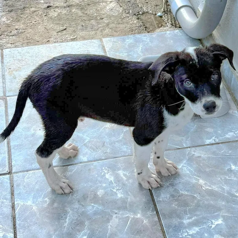 Enzo Fiore "the Beauty thumbnail 3