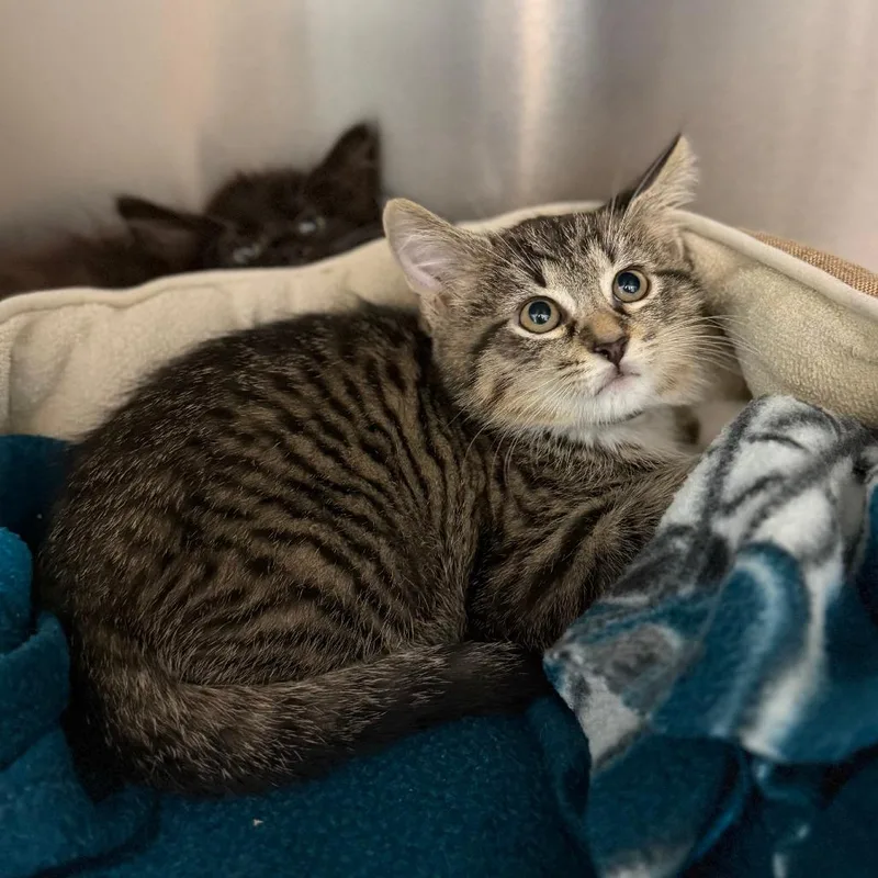 A baby small-sized female Brown / Chocolate Domestic Medium Hair cat named Janet for adoption in Marshall, VA