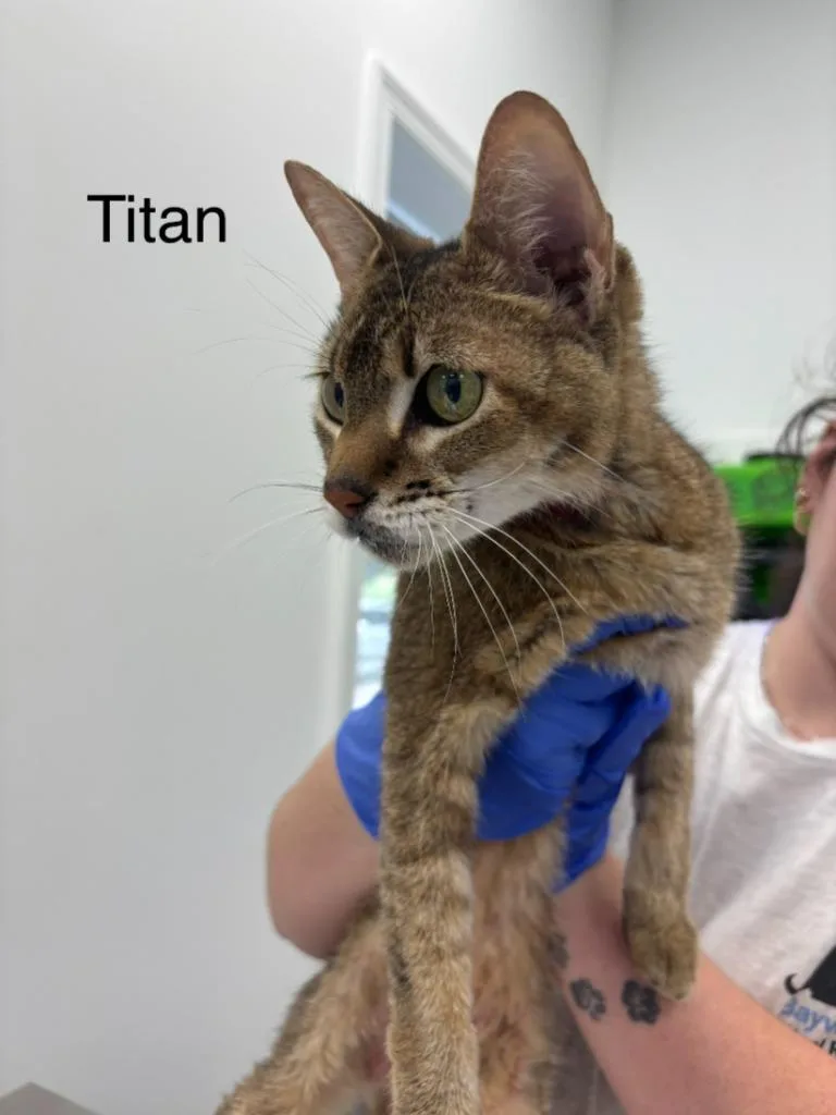 A senior medium-sized male Domestic Short Hair cat named Titan for adoption in Cambridge, MD