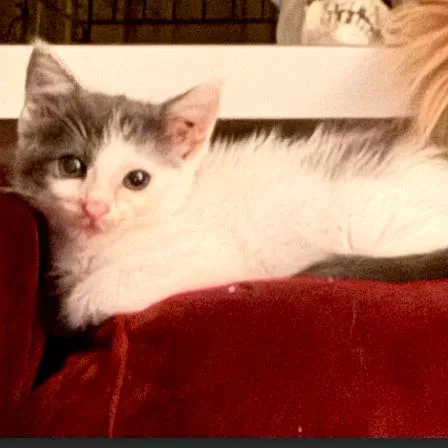 A baby small-sized female White Domestic Medium Hair cat named Ivory for adoption in League City, TX