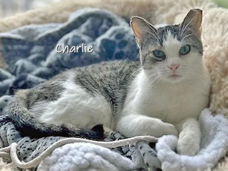 A young medium-sized female Tabby (Brown / Chocolate) Domestic Short Hair cat named Charlie for adoption in Chicago, IL