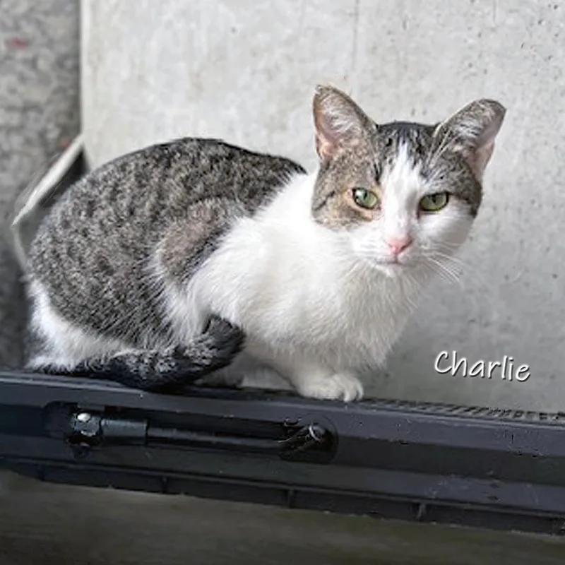 Charlie thumbnail 2