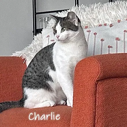 Charlie thumbnail 3