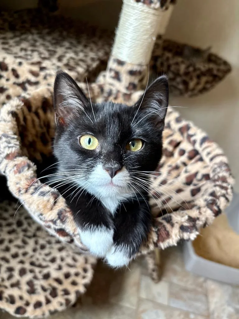 A baby large-sized female Domestic Short Hair cat named Pebble for adoption in Parsons, WV