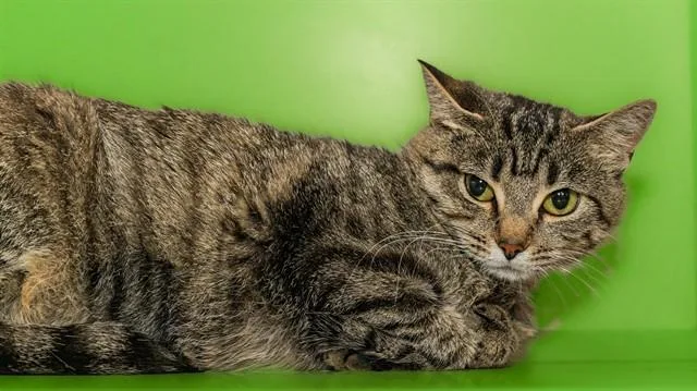 An adult medium-sized female Domestic Short Hair cat named Tacoma for adoption in Cookeville, TN