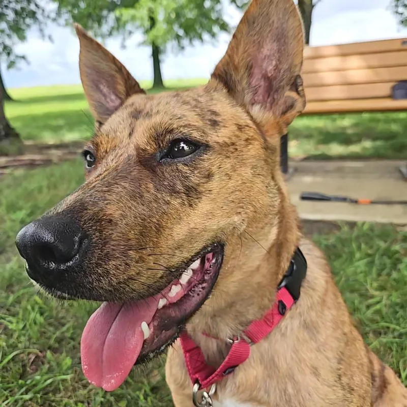 Zena