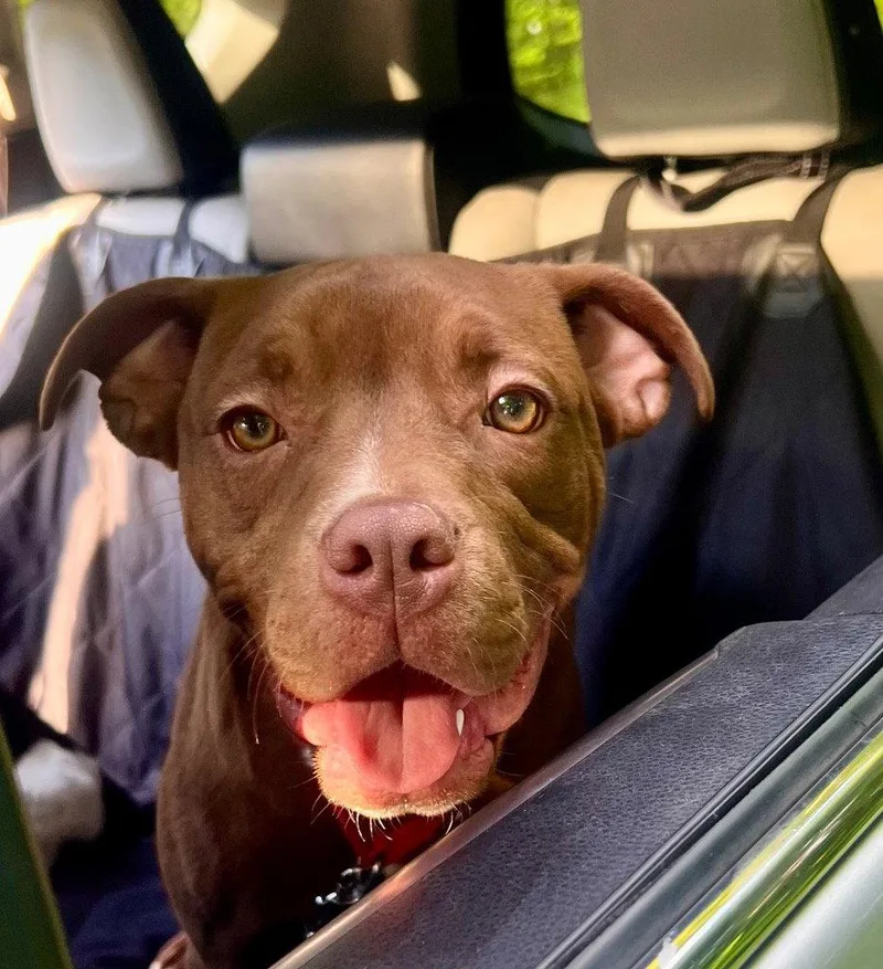A young medium-sized female Terrier dog named Phoebe for adoption in Bloomfield, CT