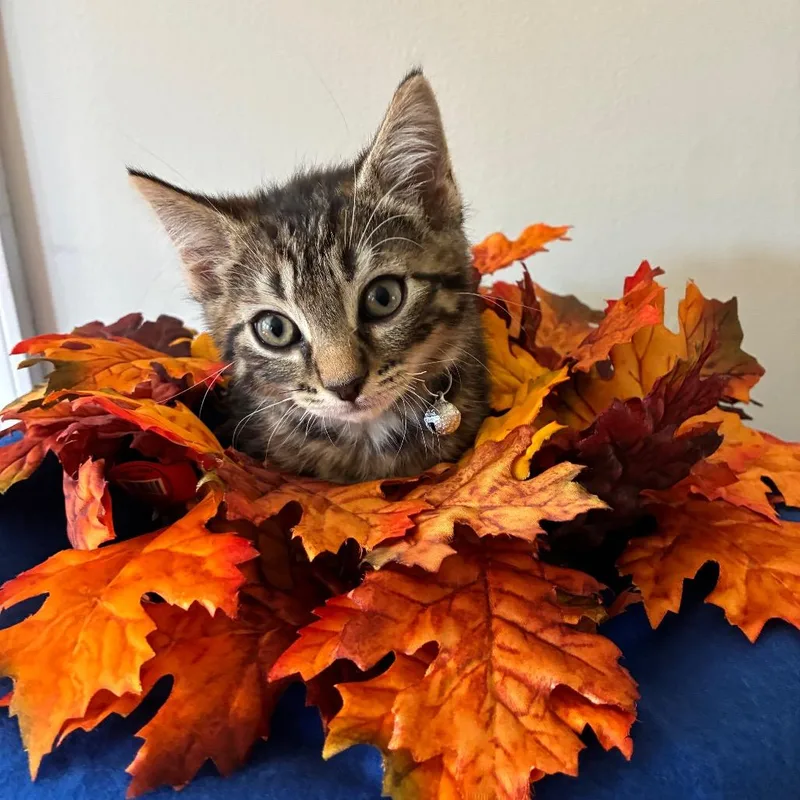 A baby small-sized male Brown / Chocolate Domestic Short Hair cat named Dewey for adoption in Evansville, IN