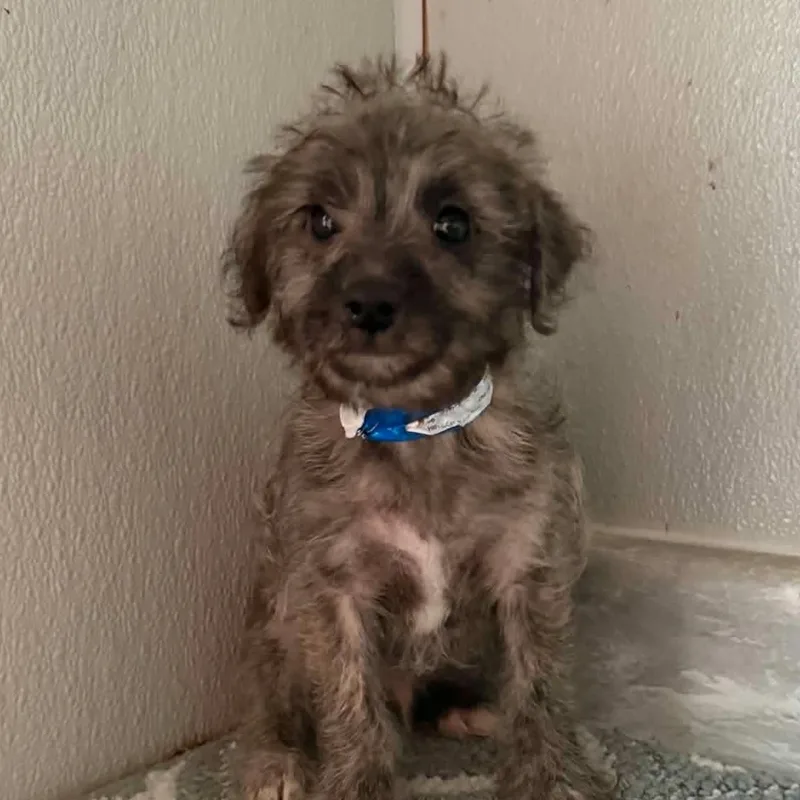 A baby small-sized male Brindle Cairn Terrier dog named Cairnpoo for adoption in Woodsfield, OH