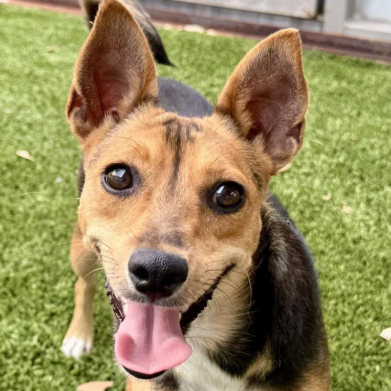 A young small-sized female Tricolor (Brown, Black, & White) Chihuahua dog named Lassie  With The for adoption in Hondo, TX