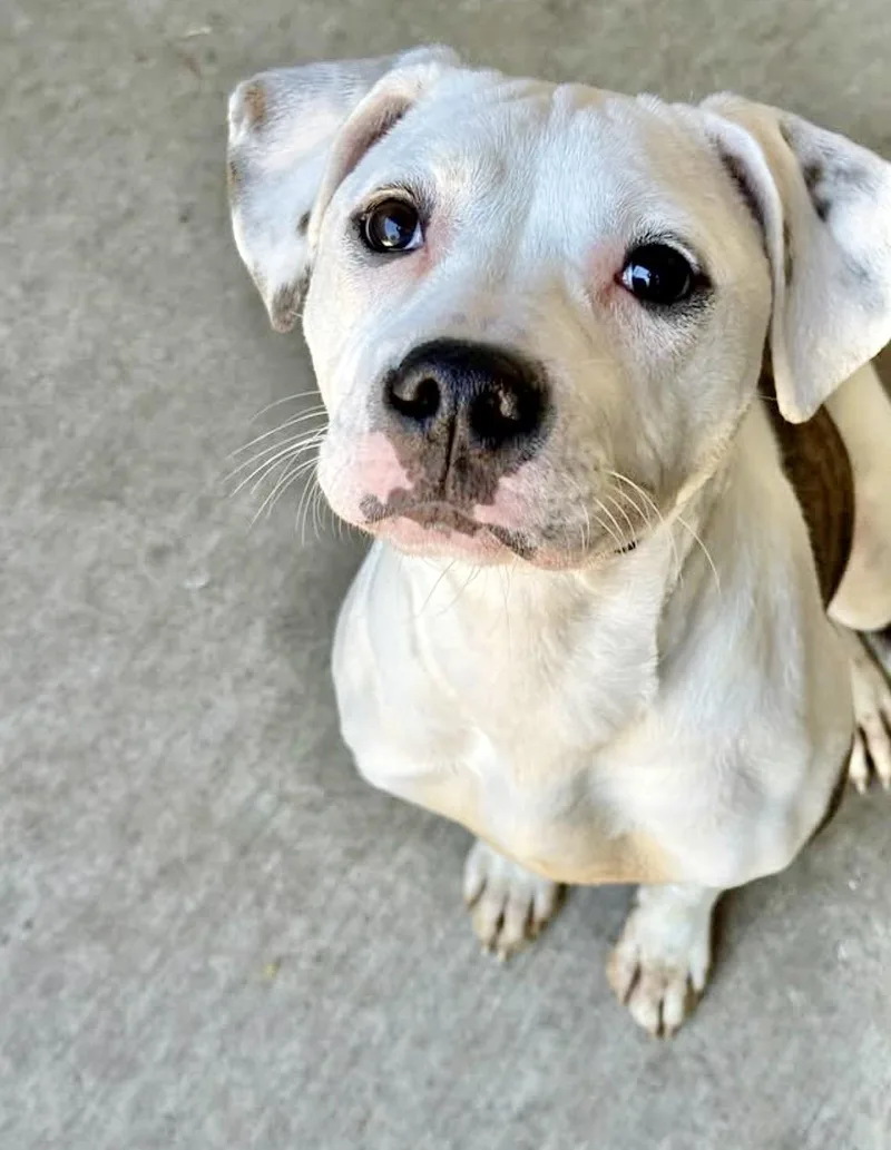 An adult medium-sized female Brindle Pit Bull Terrier dog named Twirl for adoption in Chicago, IL