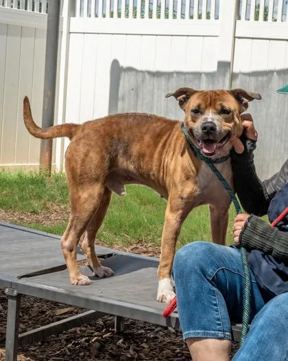 An adult large-sized male Mixed Breed dog named Rockout for adoption in Chamblee, GA