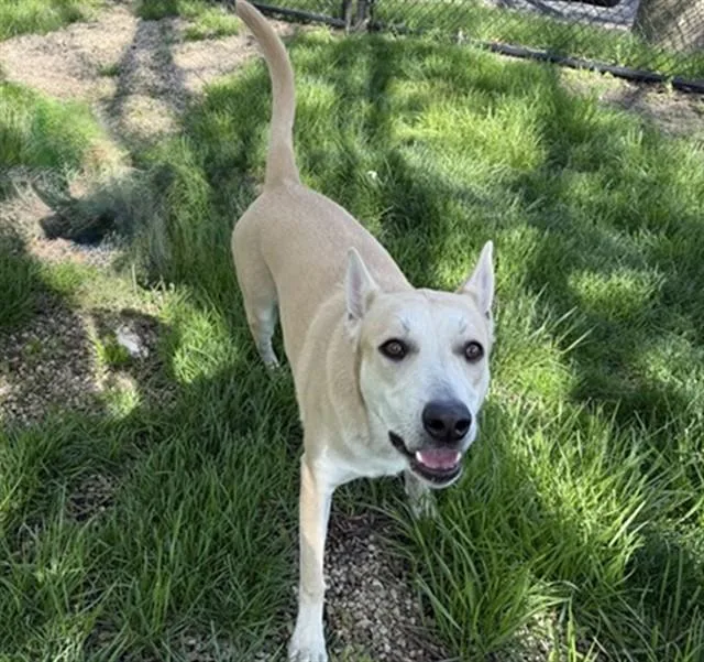 A young large-sized female German Shepherd Dog dog named Umbridge for adoption in Aurora, IL