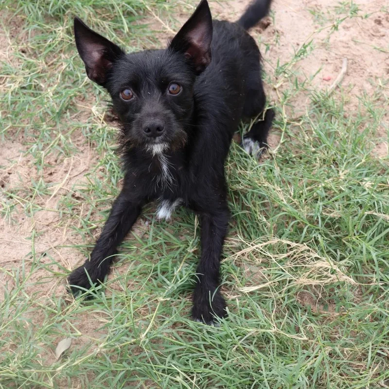 A young small-sized male Terrier dog named Wemby for adoption in San Antonio, TX