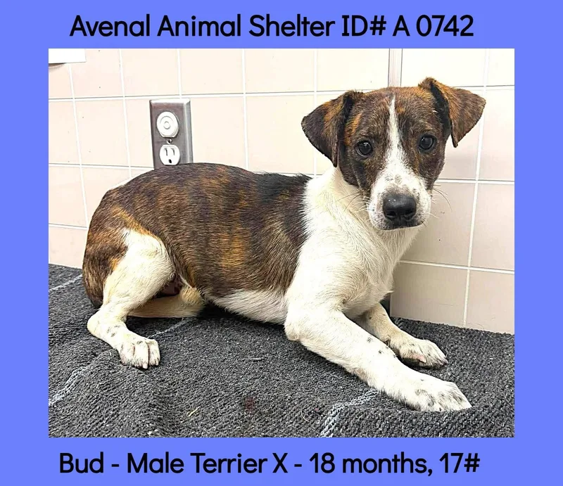 A young small-sized male Brindle Terrier dog named Bud for adoption in Avenal, CA