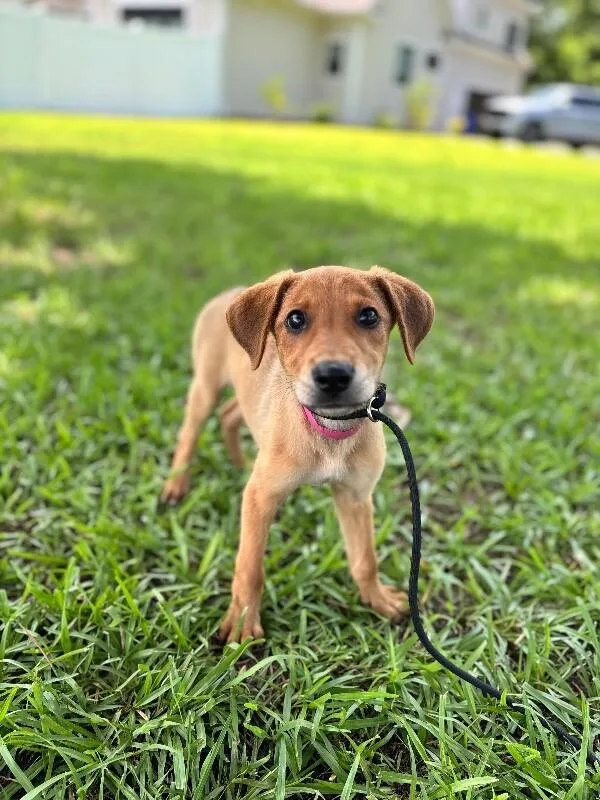 A baby small-sized female Tricolor (Brown, Black, & White) Beagle dog named Adele for adoption in Aiken, SC