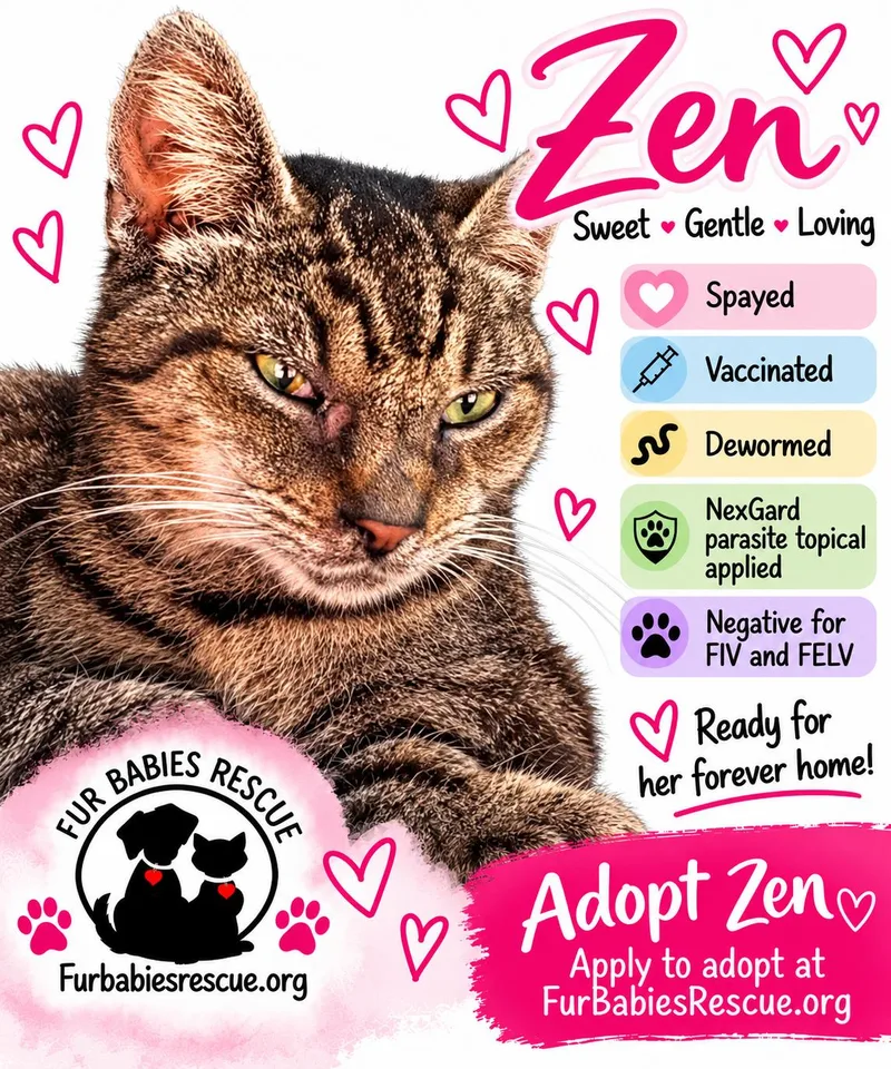 A young small-sized female Tabby (Brown / Chocolate) Tabby cat named Zen for adoption in Hickory, NC