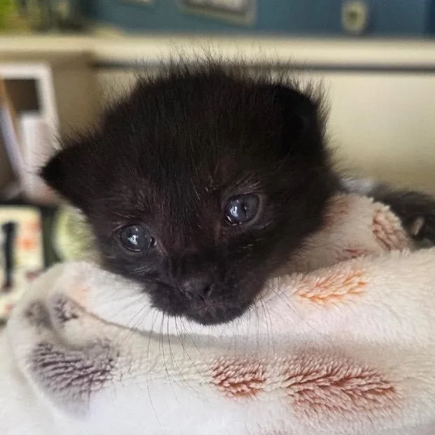 A baby small-sized male Black Domestic Short Hair cat named Kodi for adoption in Westminster, CA