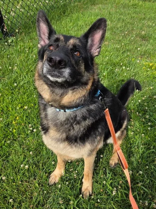 An adult large-sized male German Shepherd Dog dog named Smuckers for adoption in Millersville, MD