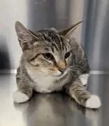 A baby medium-sized female Domestic Short Hair cat named Sweetie Pie for adoption in Fresno, CA