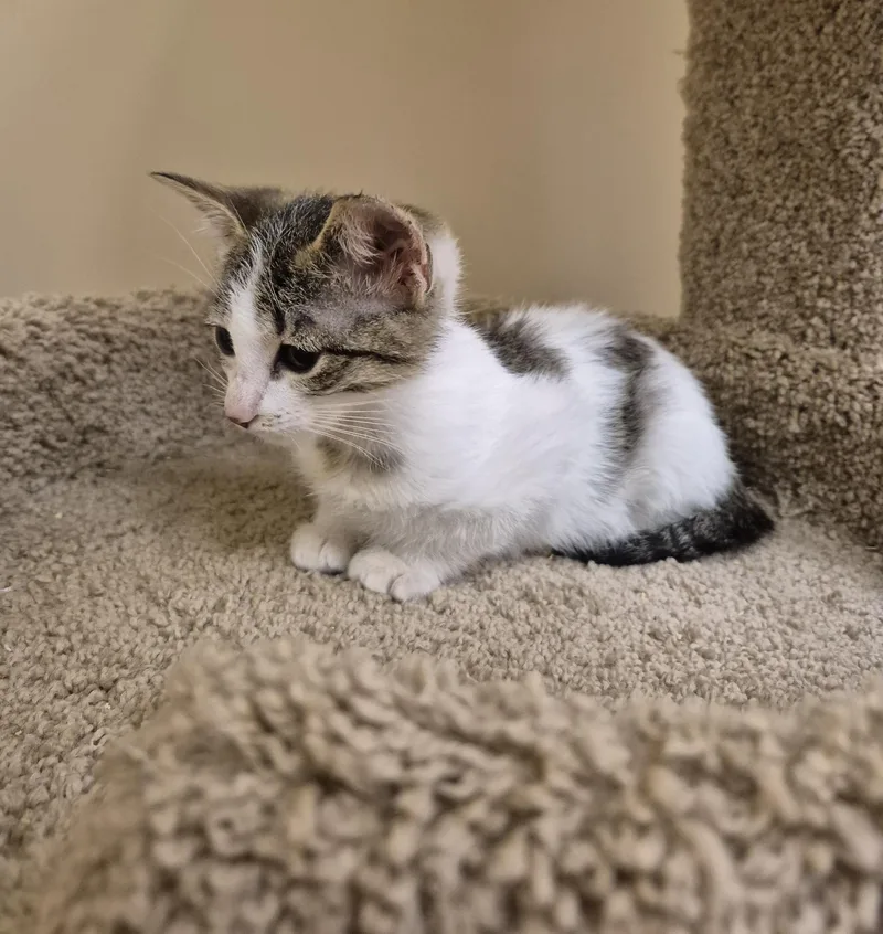 A young small-sized female Domestic Short Hair cat named Tortilla for adoption in Schertz, TX