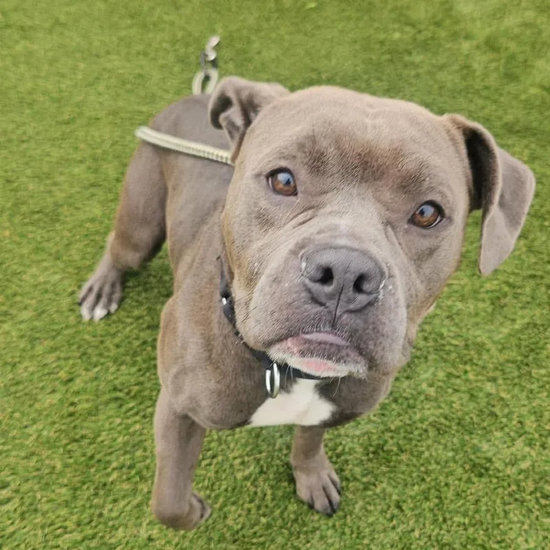 An adult medium-sized male Gray / Blue / Silver Pit Bull Terrier dog named Georgie for adoption in Philadelphia, PA