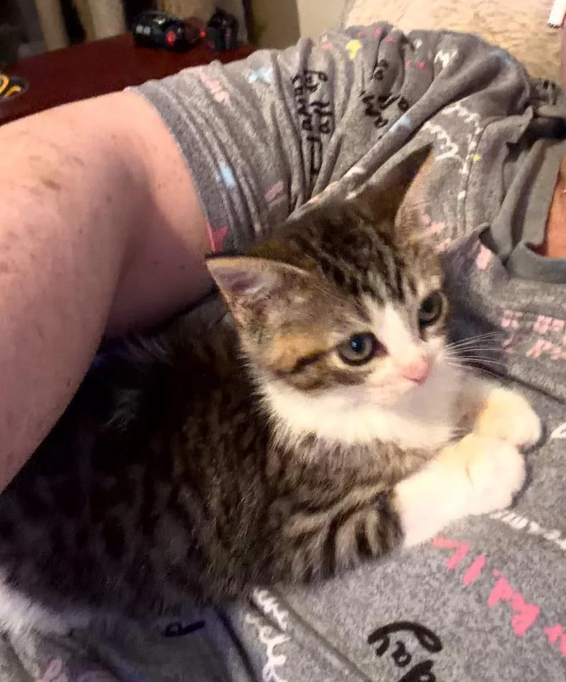 A baby small-sized female Calico cat named Faith for adoption in Lewisville, TX