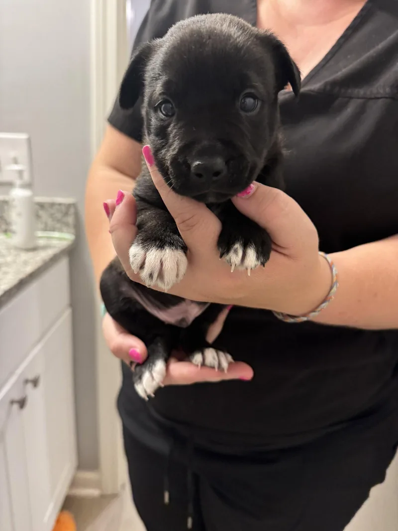 A baby medium-sized male Labrador Retriever dog named Harry for adoption in Holly Springs, NC