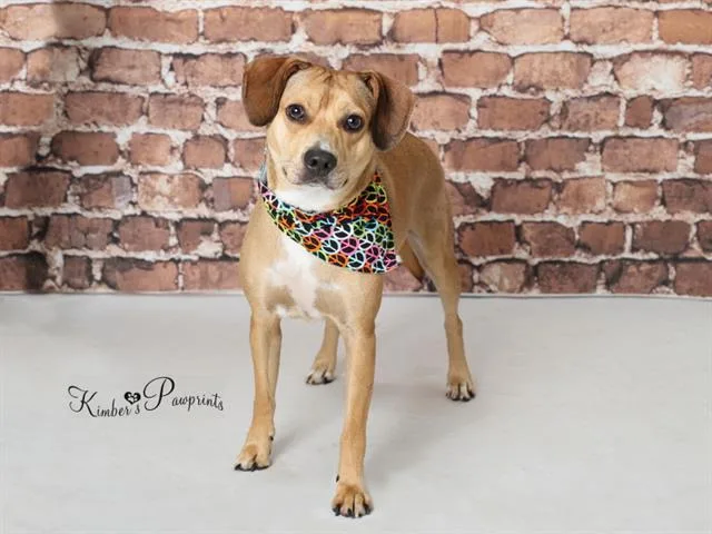 A young medium-sized male Beagle dog named Spork for adoption in Omaha, NE