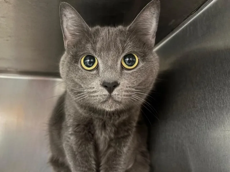 An adult small-sized female Domestic Short Hair cat named Peep for adoption in Powell, OH