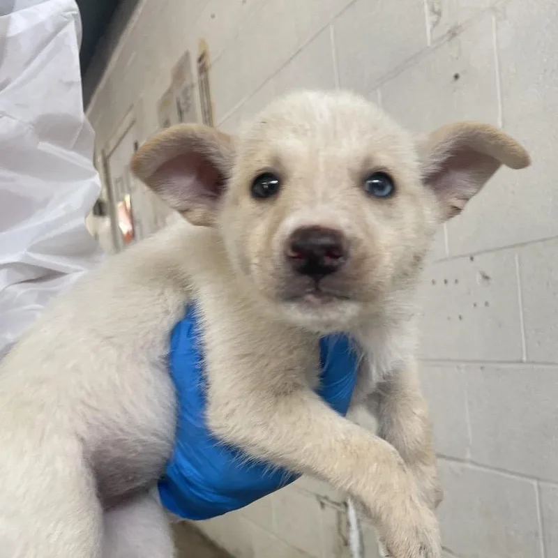 A baby small-sized female White / Cream Husky dog named Cantaloupe for adoption in Edinburg, TX
