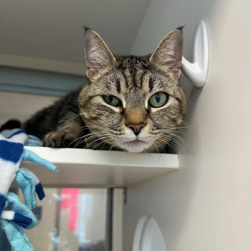 An adult medium-sized female Tabby (Buff / Tan / Fawn) Domestic Short Hair cat named Nicki for adoption in Manassas, VA